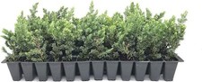 Juniper Blue Pacific | Live Plants | Hardy Drought Tolerant Evergreen Ground...