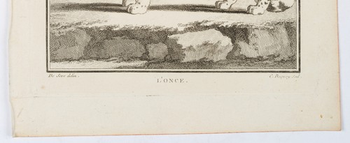 BAQUOY (*1721) nach SÈVE (*1742), Ansicht eines Schneeleoparden, um 1770, KSt. - Bild 5 von 5