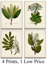Vintage Botanical Prints Set of 4 8x10 Unframed Plant Wall Art Greenery Decor