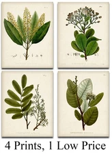 Vintage Botanical Prints Set of 4 (8x10) Unframed Plant Wall Art Greenery Decor