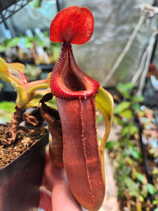 Nepenthes Trusmadiensis | eBay
