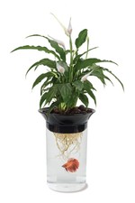 0.5 Gallon Betta Fish Tank and Hydroponic Pla...