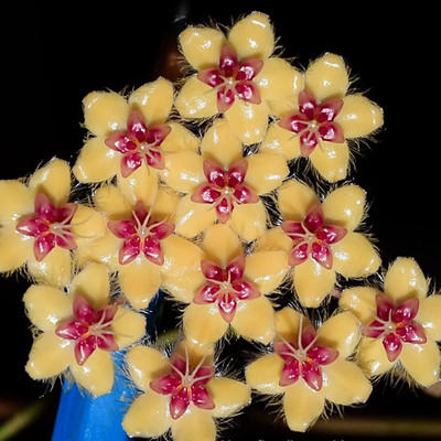 Hoya flagellata 'Gold' - Rooted In 3.5'' pot - Multiple Nodes and Leaves! RARE
