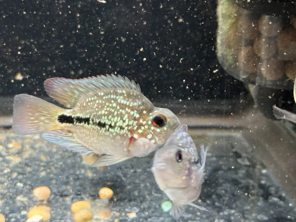 Crystal Parrot cichlid 2-3” - Image 3 of 4