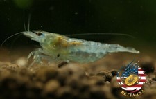 20 2 Blue Jelly - Freshwater Neocaridina Aquarium Shrimp. Live Guarantee