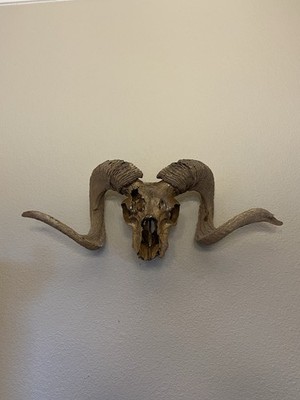 Vintage Ram Skull w/ Large Curved Horns Taxidermy Mount Decor 24  Length