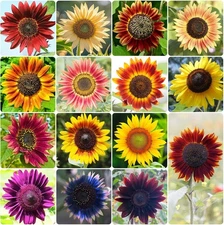 Sunflower Seeds for Planting, 15+ Varieties, 1 Oz, 300+ Mixed multicolored 