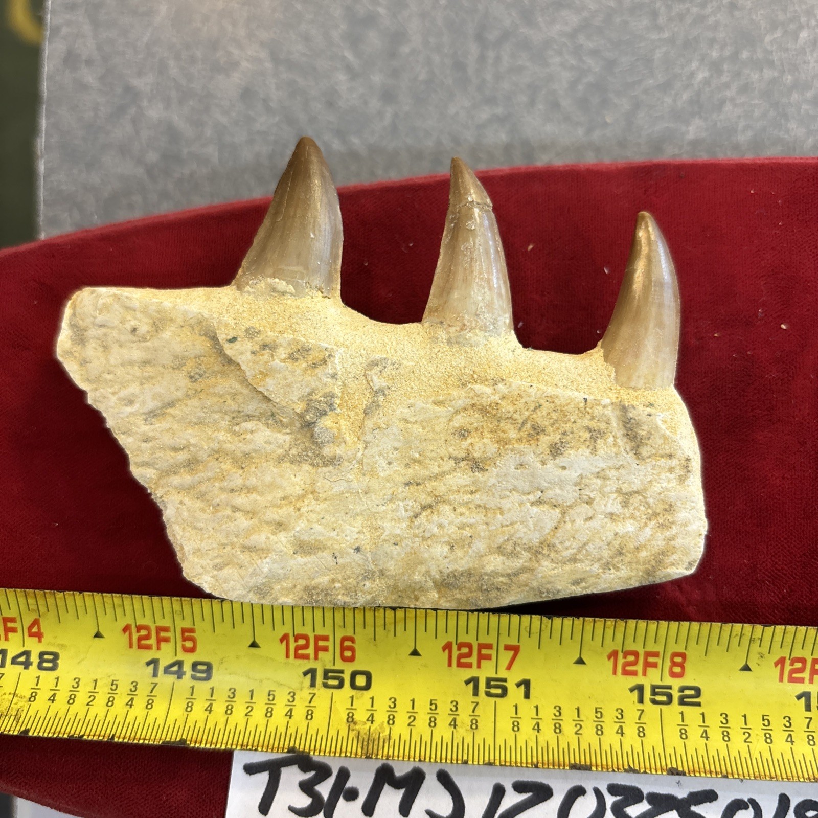 Mosasaurus JAW Bone Fossil with Three Teeth See Video