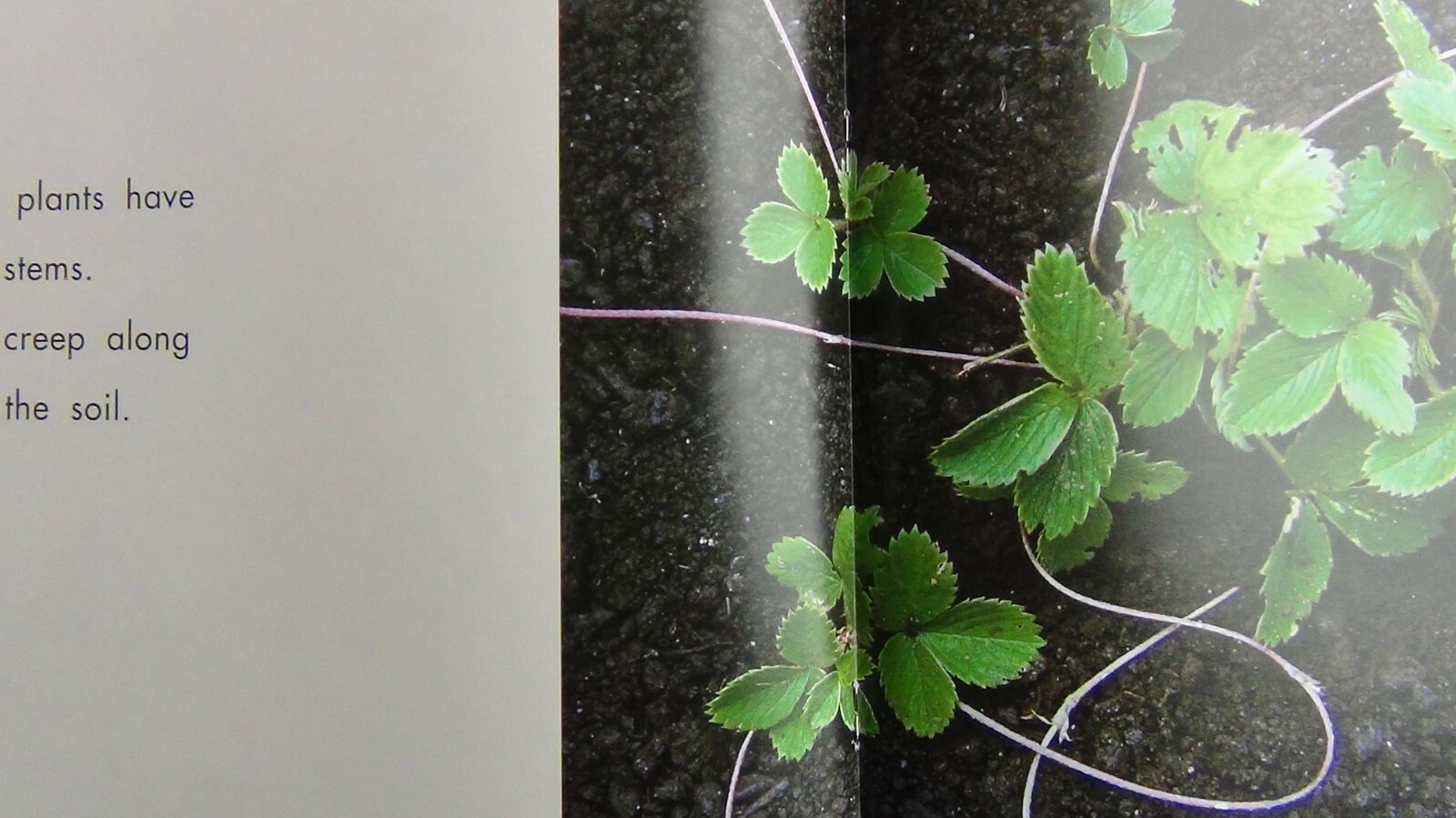 Pebbles Plus Books STEMS by Vijaya Khisty Bodach 2007 Paperback FREE