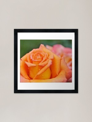 Orange colored Rose close-up Framed Framed Wall Art Poster Canvas Print Picture