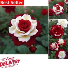 Stunning 20 Rare Twin Red White Rose Seeds - High Germination Rate Unveiled