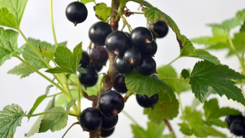 Fruits Et L&eacute;gumes Exotiques : Tous Leurs Bienfaits Sant&eacute;