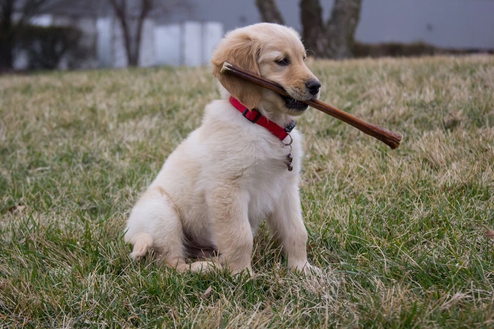 12-inch Premium Bully Sticks (12 Pack) Healthy, Natural Dog Chew Treat - USA - Image 3 of 4