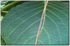 Solid Copper Chain CN6344G - 1/16 of an inch wide. Available in 18 to 30 inches.