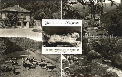 Ilfeld Suedharz Net Cat Guest House Cattle Pasture Ilfelder Valley