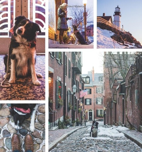 Find Momo Coast to Coast: A Photography Book Paperback - Picture 11 of 13