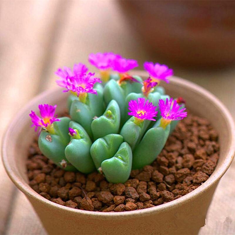 Semi Per Piante Per Decorazione Del Giardino, Lithops Pietre Vive Rare Pianta Succulenta Bonsai Da Giardino Decorazione Balcone - Semi Succulenti (100 Pezzi - Foto 14