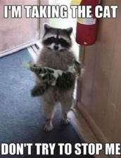 Funny Raccoon cat refrigerator magnet 3 1/2 x 4 1/2 " Made in the USA