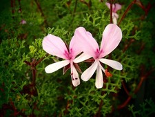 3 x Pelargonium 'Fruticosm' scented BRITISH GROWN plants in 9cm pot
