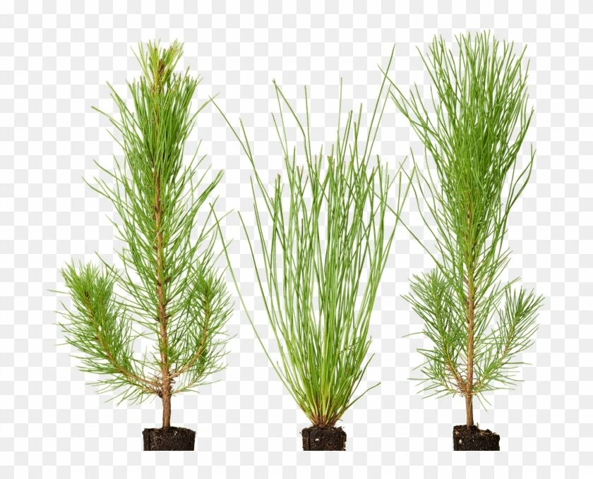 10 Organic Live Loblolly Pine Tree Seedlings-saplings 12-24"- fast growing  | eBay