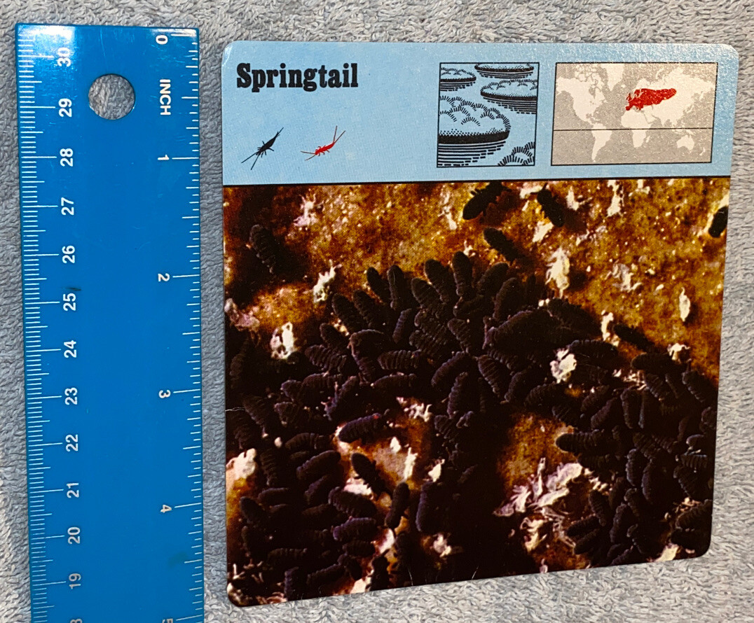 Vintage 1976 Animal Card - Springtail - Printed In Japan | eBay