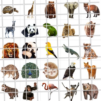 Zoo Animals Waterslide Finger Nail Decals Instructions set of 50 SS Bonus
