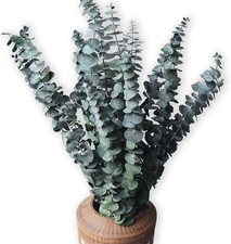 Eucalyptus for Shower 10 Pcs Hanging Dried Eucalyptu Stems 17" Real Eucalyptus
