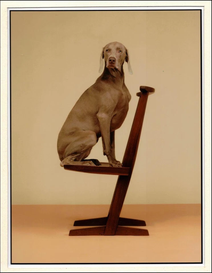William Wegman. Cantilever, 2015. Photoprint BàT - Photo 1/4