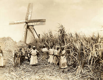 Workers In The Sugarcane Fields Stand In Front Of The Windmill Use- Old Photo