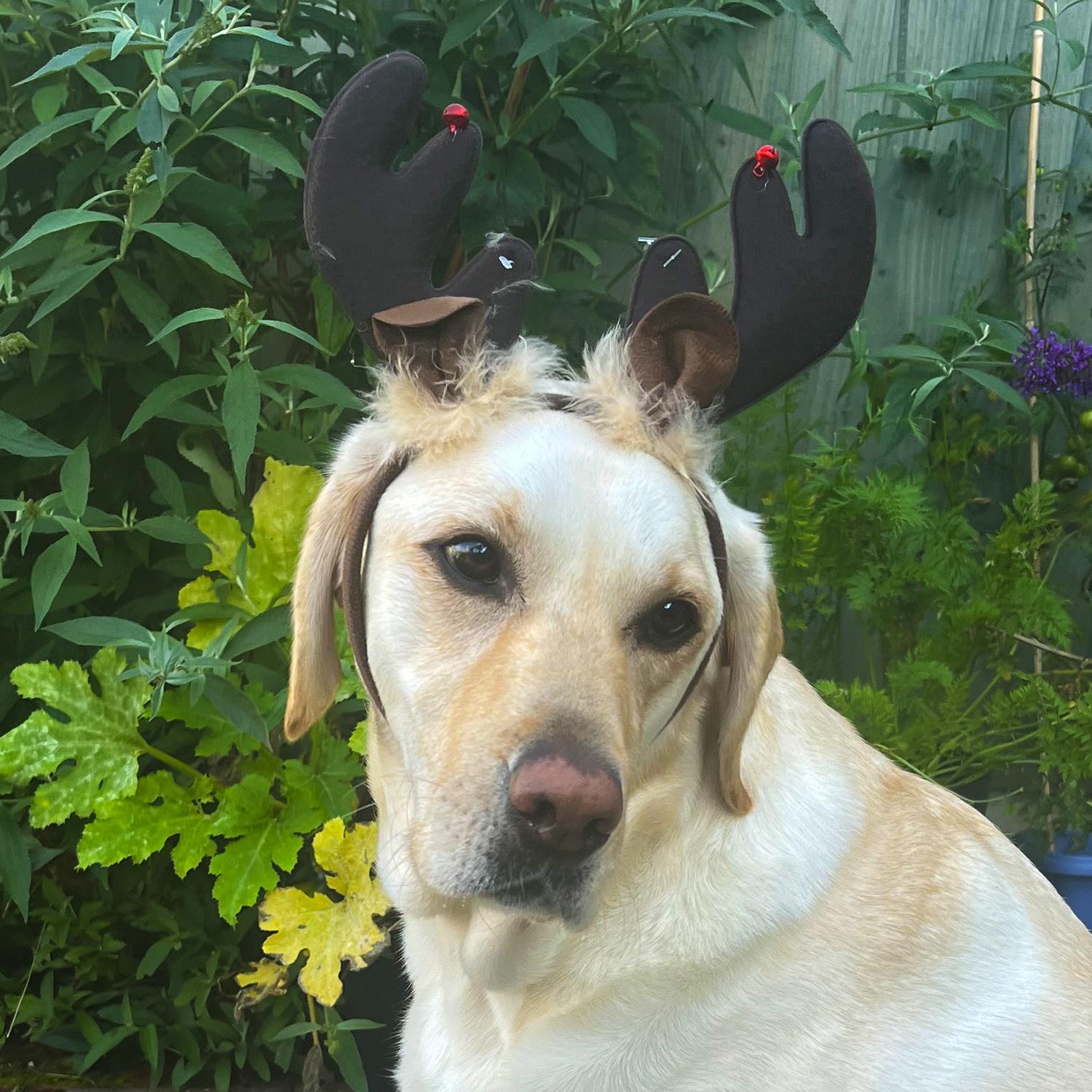 Cerchietto orecchie corna renna per animali domestici cane gatto costume accessori foto 2