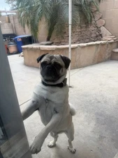 Costom Logo Grave/digger