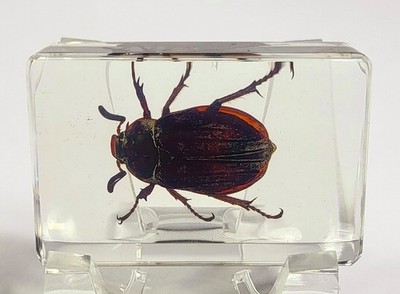 44mm Real Cockchafer May June Beetle Bug in Clear Lucite Resin Science Education