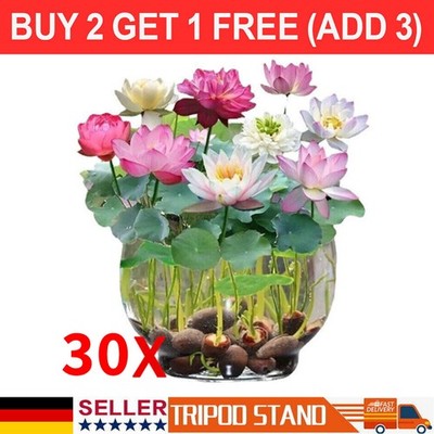 30x Samen Lotus Mix Blumensamen Hand gepflückt Wasserpflanzen Wassergarten New