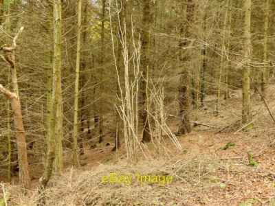 Foto 6x4 Sitka Fichte, Bucknell Hill Mynd\/SO3574 Zum Glück die meisten von th c2021