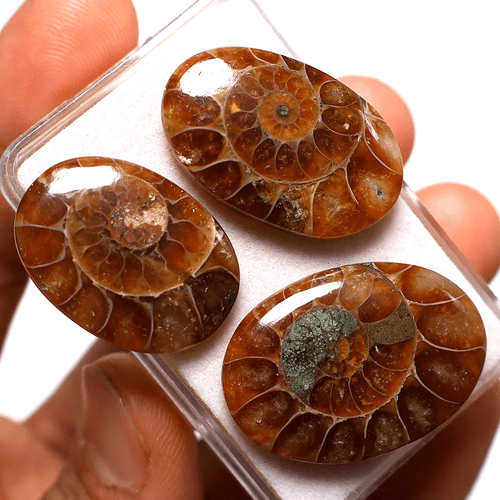 3 PC Natural Ammonite Fossil Untreated 25-30mm Oval Cabochon Gemstones~ 74.7 CTS - Picture 4 of 10