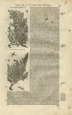 Antiker Druck - Botanik - Nadelbaum - Mattioli - S. 95 - Anonym - 1572