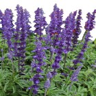 Salvia farinacea 'Victoria Blue' / Mealy Cup Sage/ 1st Year Flowers/ 100 Seeds