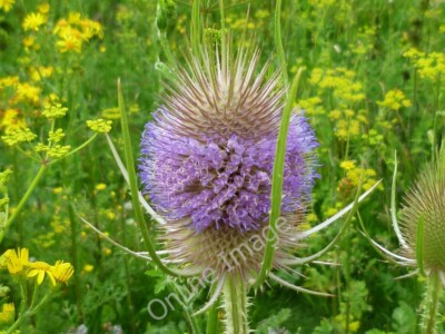 Photo 6x4 Dipsacus fullonum known as Wild Teasel, Common Teasel or Fuller c2011