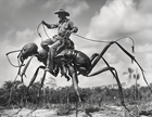 Cowboy Riding A Giant Black Ant Bareback 1937 Photo Southern Texas 8 ...