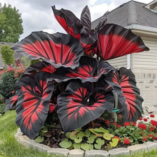 200+ Seeds Perennial Hosta Flower Seed for Planting Outdoors Garden