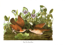 1978 Audubon Vintage Birds "Key WEST Quail-Dove" Full Color Art Jumbo Lithograph