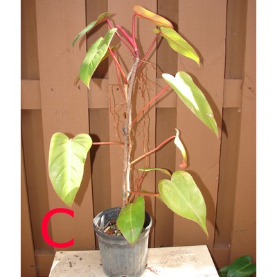 Philodendron Erubescens flowers pot beautiful rare plants home garden 20 seeds Philodendron Erubescens flowers pot beautiful rare plants home garden 20 seeds
