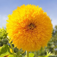Bulk Sunflower Seeds for Planting - Over 500 Heirloom Non 1 Ounce Teddy Bear