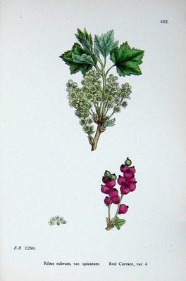 Original Old Antique Print Red Currant Botany Plants C1902 Ribes Rubrum Fruit