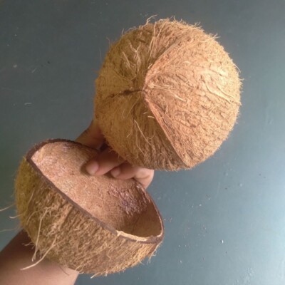 Natural Coconut Shell 2 Halves EcoFriendly Ceylon Product 100% Coconut Shel Gift