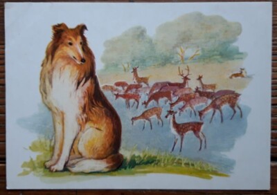 Sowjetischer HUND Postkarte von L Aristov 1972 - Collie, Scottish Shepherd, Hirsch