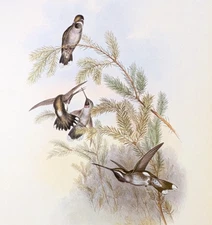 Gould PINE STAR-THROAT Hummingbirds Vintage Bird Art Print Bookplate 261