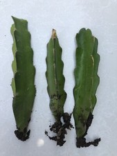 3 White Dragon Fruit Cutting Pitaya Cactus Ready To Plant No Pot