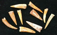 Rare Pterosaur tooth flying Dinosaur fossil , Fossilized Dinosaur tooth