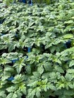 Lot of 3 RED CHERRY TOMATO LIVE PLANTS 6 to 10 inches 60 days old